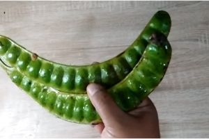 Jangan sampai salah, ini trik memilih petai berkualitas dan bebas ulat