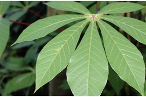 Jangan asal pilih, ini trik memilih daun singkong empuk & antipahit