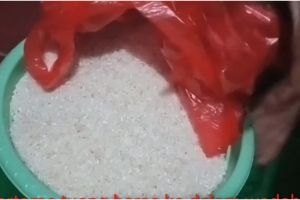 Tak banyak yang tahu, begini trik mudah basmi semut di tumpukan beras
