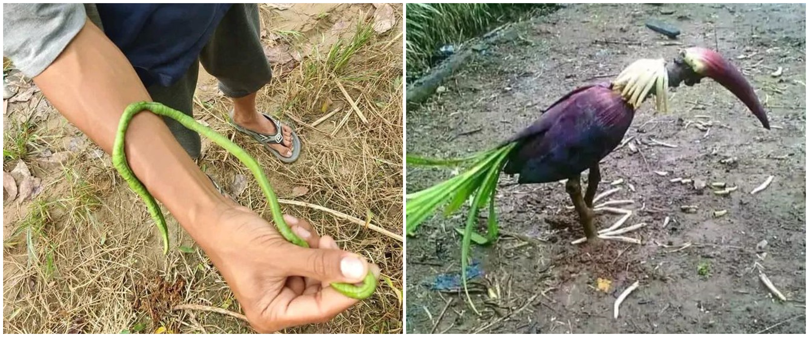 13 Potret mirip hewan ini awalnya bikin kaget, penampakannya menipu