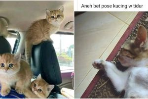 11 Status lucu pengguna Facebook ini curhat suka duka pelihara kucing