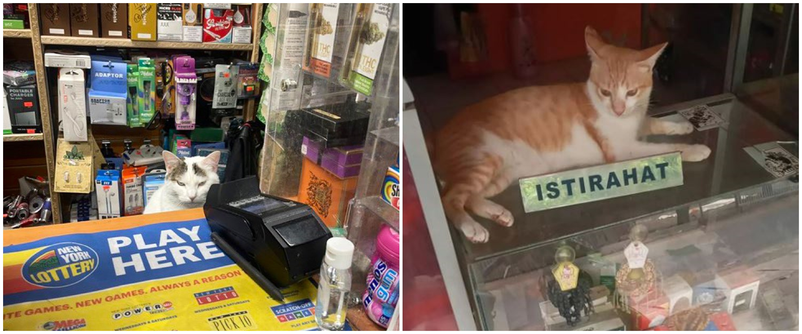 11 Tingkah nyeleneh hewan cosplay jadi penjual ini bikin tepuk jidat