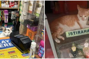 11 Tingkah nyeleneh hewan cosplay jadi penjual ini bikin tepuk jidat