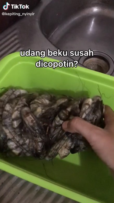 Trik simpan udang di freezer agar tak saling nempel dan mudah diambil
