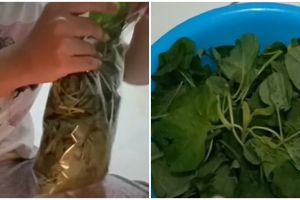 Cara simpan bayam agar awet selama seminggu, cocok buat anak kos