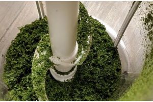 5 Cara bikin bubuk parsley homemade, awet sampai 3 tahun