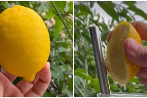 Jangan asal, ini trik konsumsi air lemon agar tetap tinggi vitamin C