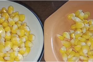 Cara menyimpan jagung pipil agar tetap manis hingga berbulan-bulan