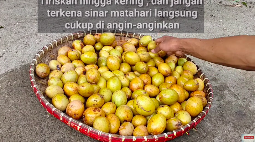 Cara mematangkan buah sawo secara alami, cuma pakai dua bahan