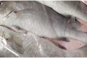 Cara menyimpan ikan tanpa kulkas, tetap segar hingga sebulan