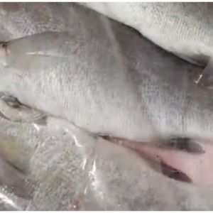 Cara menyimpan ikan tanpa kulkas, tetap segar hingga sebulan