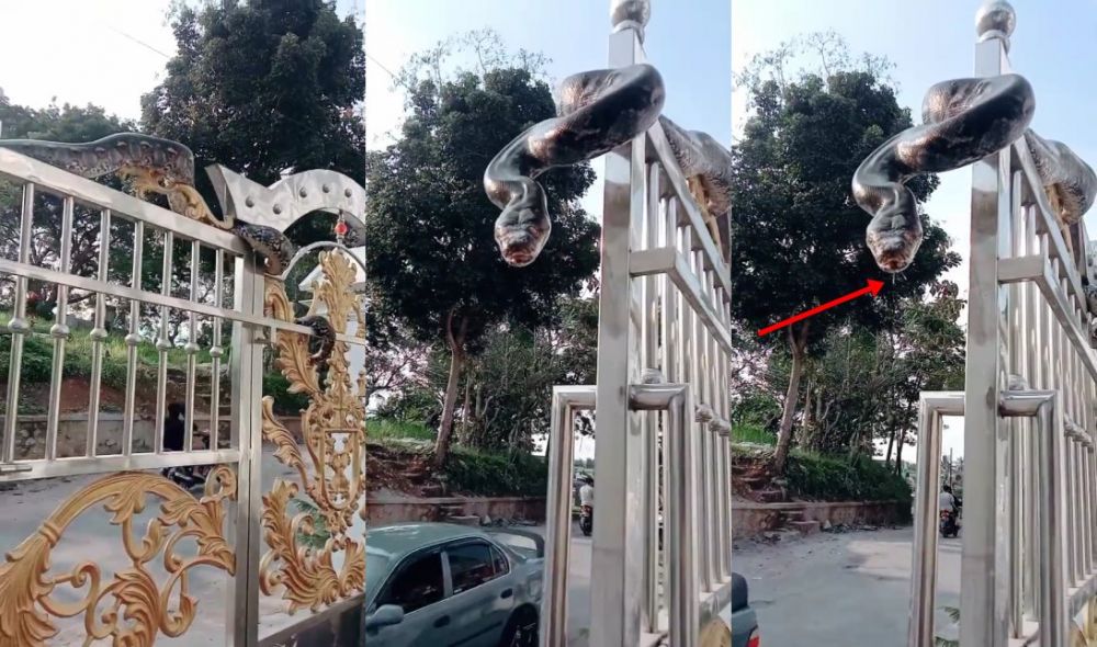 Potret ular jadi satpam rumah mewah di Garut, kerap nangkring di pagar
