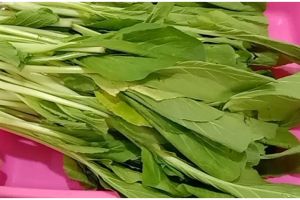 Cara simpan sawi caisim tanpa kulkas, tetap segar selama 4 hari