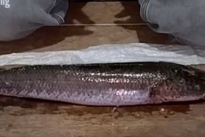 5 Cara bersihkan ikan gabus agar lendir dan bau amisnya hilang