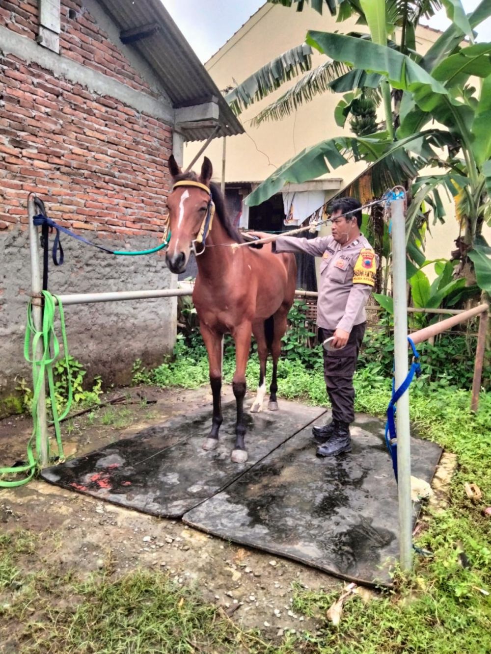 Kusir kereta kuda yang akan membawa Kaesang dan Erina Gudono ternyata polisi, ini sosoknya