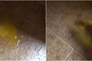 Cara mudah bersihkan telur yang pecah di lantai, cuma pakai bahan dapur