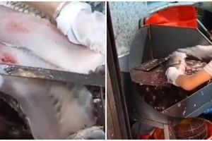Cuma butuh beberapa menit, aksi bocah bersihkan dan potong ikan ini bikin takjub