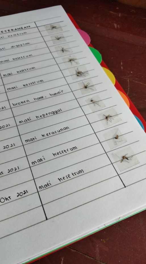Bikin nggak habis pikir, begini 11 momen nyeleneh orang koleksi nyamuk mati