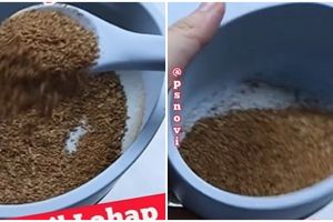 5 Cara bikin kaldu jamur bubuk homemade, bebas MSG dan awet hingga 1 tahun
