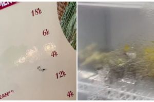 Beli jagung Rp 4 ribu di restoran, pesanan wanita ini tak sesuai ekspektasi