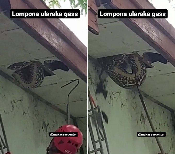 Detik-detik dramatisnya petugas damkar evakuasi ular piton 8 meter di plafon rumah warga di Makassar
