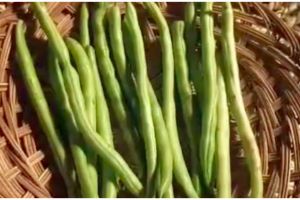Tanpa kulkas, ini cara simpan buncis agar tetap segar dan tahan hingga 7 hari