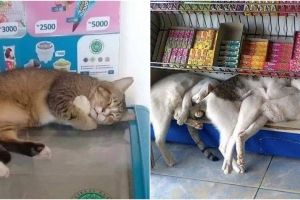 15 Potret keberadaan hewan di warung ini bikin para pembeli salah fokus