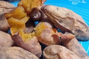 Trik memanggang ubi cilembu agar matang merata dan madu alaminya keluar