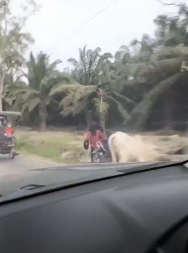 Dua wanita ini apes banget jadi korban sapi adu tanduk, endingnya bikin susah tahan tawa