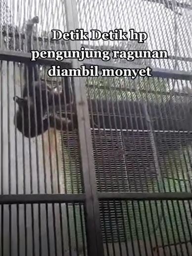 Merekam terlalu dekat, pengunjung Ragunan kena momen sial ponselnya dirampas monyet siamang
