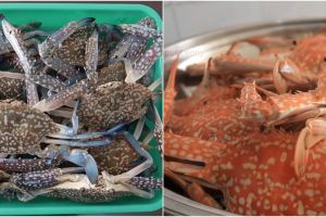 Lebih aman, begini trik memasak rajungan untuk meminimalisir racun penyebab alergi