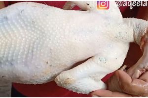 Tanpa alat khusus, ini cara cepat mencabuti bulu ayam kampung