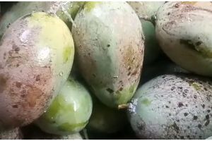 Bukan pakai minyak, cara simpel hilangkan getah pada mangga ini bikin tampilan buah ciamik