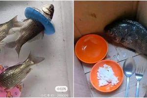 Nggak habis pikir, 11 aksi nyeleneh orang pelihara ikan ini bikin pencinta hewan elus dada
