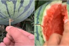 Trik membelah semangka tanpa pisau ini antimainstream, tak perlu tenaga ekstra
