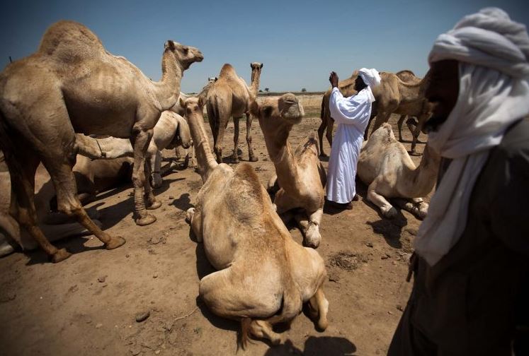 Bukan di Arab, populasi unta terbanyak dunia justru di benua ini