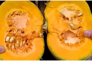 Cara menyimpan labu kuning yang sudah dipotong agar tidak busuk hingga 2 bulan