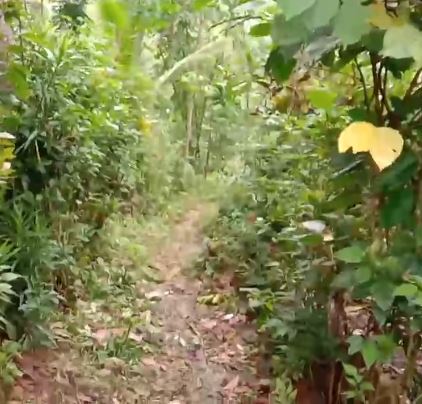 Hidup nestapa sebatang kara, nenek ini tinggal di gubuk pedalaman tanpa aliran listrik