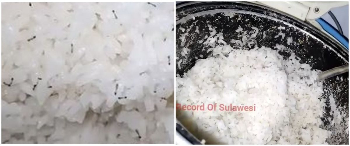 Cara ampuh usir semut yang kerubungi nasi di rice cooker, cuma pakai satu bahan dapur