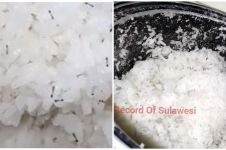 Cara ampuh usir semut yang kerubungi nasi di rice cooker, cuma pakai satu bahan dapur