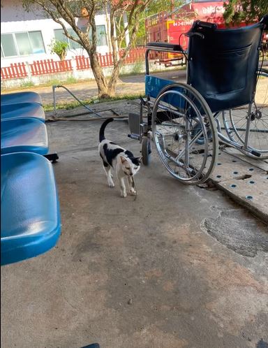 Momen kucing selamat dari lilitan ular di lehernya, datangi rumah sakit sendirian