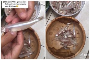 Cara cepat mencabut tulang ikan teri basah, mudah tanpa bantuan alat