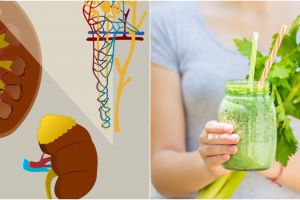 9 Manfaat seledri untuk ginjal, meningkatkan keseimbangan cairan dalam tubuh