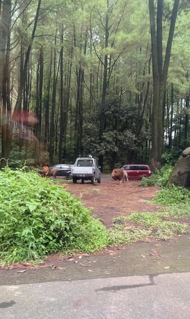 Mobil pengunjung Taman Safari Prigen ditabrak singa berkelahi, pemilik ikhlas tak dapat ganti rugi