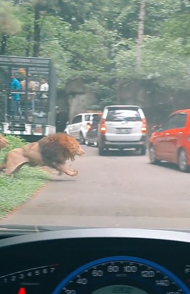 Mobil pengunjung Taman Safari Prigen ditabrak singa berkelahi, pemilik ikhlas tak dapat ganti rugi