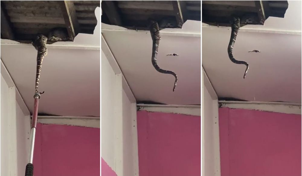 Momen dramatis petugas damkar evakuasi 2 ular piton di atas plafon rumah, bikin jantung hampir copot