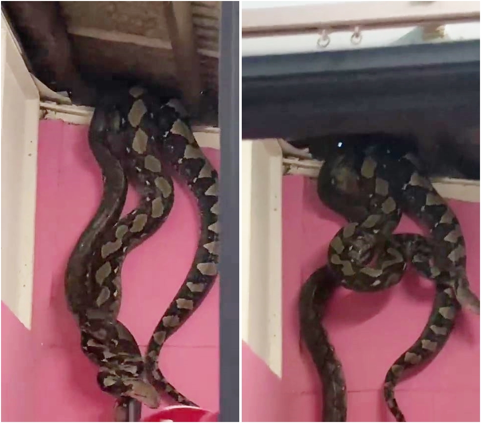 Momen dramatis petugas damkar evakuasi 2 ular piton di atas plafon rumah, bikin jantung hampir copot