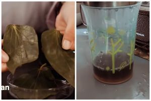 Jangan asal, ini 7 cara merebus daun sirih untuk dikonsumsi