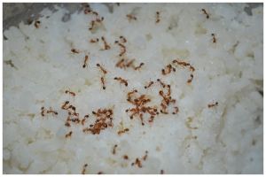 Cuma pakai 1 alat, ini trik simpel mencegah semut datang ke perabot dapur
