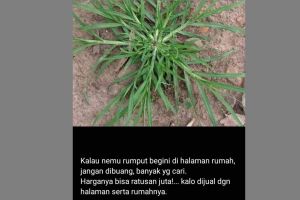 11 Lelucon receh bapak-bapak di status WhatsApp ini bisa bikin terkecoh, harus baca detail